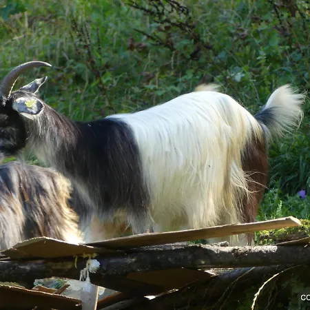 La Maison Des Hébergement de vacances Auzat